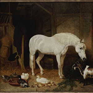 Stable Companions (oil on canvas)