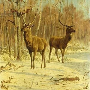 Two Stags in a Clearing in Winter (oil on canvas)