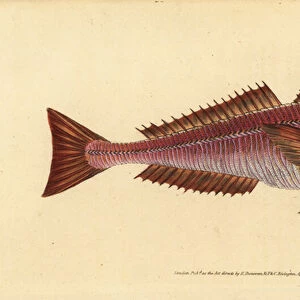 Streaked gurnard, Trigloporus lastoviza (Trigla lineata). Handcoloured copperplate drawn and engraved by Edward Donovan from his Natural History of British Fishes, Donovan and F. C. and J. Rivington, London, 1802-1808