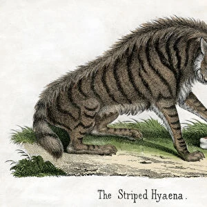 Striped Hyena, from The Natural History of Animals, 1859 (hand-coloured engraving)