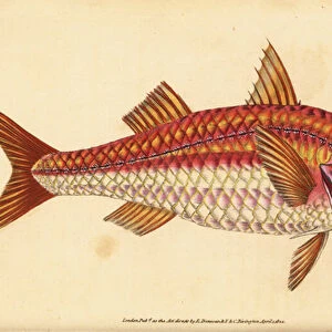 Striped red mullet, Mullus surmuletus. Handcoloured copperplate drawn and engraved by Edward Donovan from his Natural History of British Fishes, Donovan and F. C. and J. Rivington, London, 1802-1808