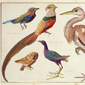 Studies of Birds from the Bootle Museum, Liverpool (w / c)