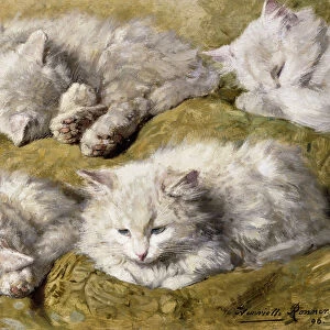 Studies of a Long-haired White Cat, 1896 (oil on panel)