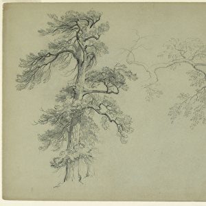 Studies of a Tree and a Branch, 1849 (graphite on gray-green paper)