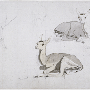 Studies of young Pallah Deer Resting, c. 1802 (w / c & graphite on paper)