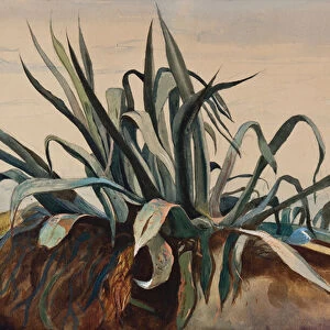 Study of an agave, with additions by a Borbone pupil (pencil, w / c & gouache on paper)