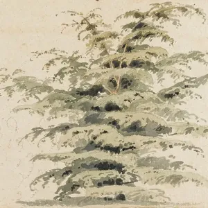 Study of a cedar tree, 1802 (watercolour, graphite) Study of a cedar tree, 1802 (watercolour, graphite)