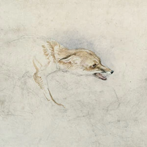 Study of a crouching Fox, facing right verso: faint sketch of foxs head and tail
