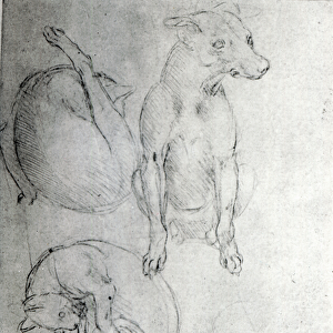 Study of a dog and a cat, c. 1480 (metalpoint on paper)