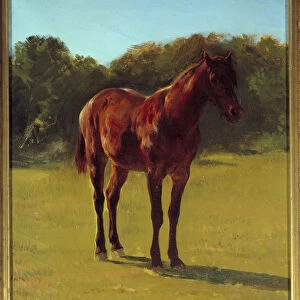 Study of horse bai cherry. Painting by Rosa Bonheur (1822-1899), 19th century