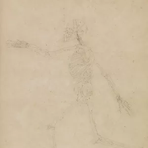 Study of the Human Figure, Lateral View, from A Comparative Anatomical Exposition of the Structure of the Human Body with that of a Tiger and a Common Fowl, 1795-1806 (graphite on heavy wove paper)