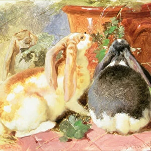 A Study of Three Lop-Eared Rabbits, 1851 (oil on canvas)