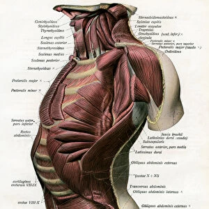 Study of the Muscles of the Human Torso and Neck, 1906 (engraving)