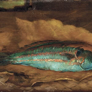 Study of the parrot fish, Samoa, 1890 (oil on panel)