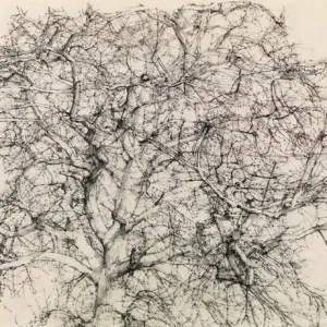 Study of a Tree (pencil)