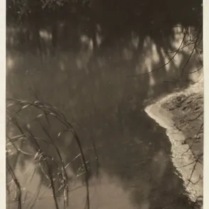 Study of trees reflected in water, c.1925-34 (platinum print) Study of trees reflected in water, c.1925-34 (platinum print)