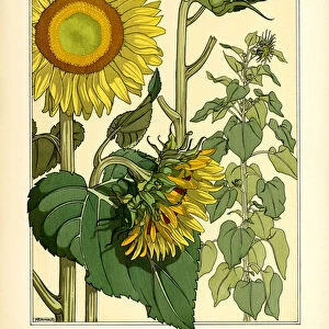 The Sunflower (colour litho)
