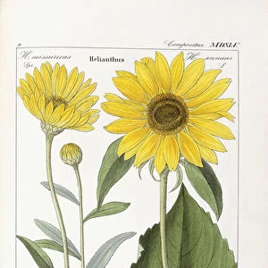 Sunflower (Helianthus), 1854 (hand-coloured engraving)