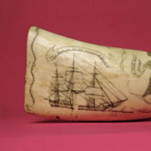 The Susan on the coast of Japan Scrimshaw (tooth)