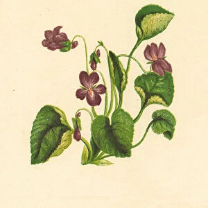 Sweet Violet, Viola Odorata (colour litho)