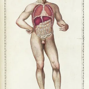 Tabulae anatomicae