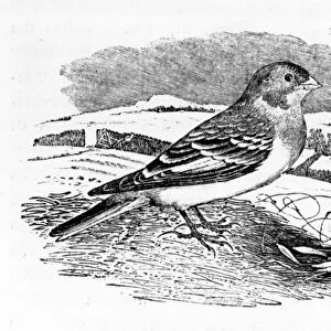 Tawny Bunting, illustration from A History of British Birds by Thomas Bewick