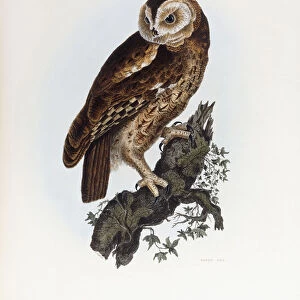 Tawny Owl, 1841 (hand-coloured engraving)