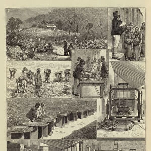 Tea Cultivation in British India (engraving)