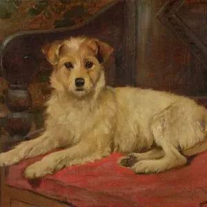 A Terrier on a Settee