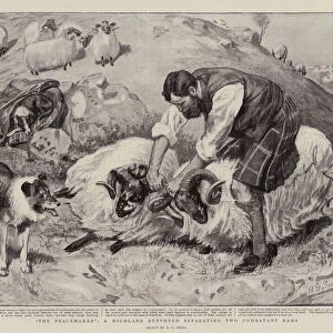 "The Peacemaker", a Highland Shepherd separating two Combatant Rams (litho)
