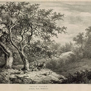 Thorn trees in Bushy Park, Middlesex (engraving)