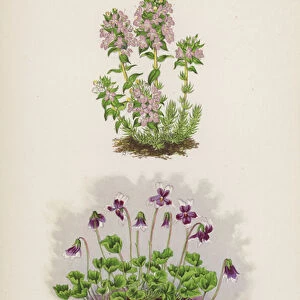 Thymus Striatus; Erpetion Reniforme (colour litho)