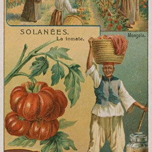 Tomato - trade card from the Liebig Company, (colour litho)