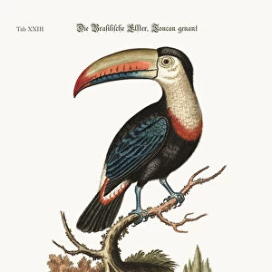 The Toucan or Brasilian Pye, 1749-73 (coloured engraving)