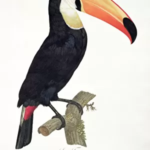 Toucan No. 2, from History of the Birds of Paradise by Francois Levaillant