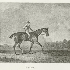Tramp, foaled 1810 (b / w photo)