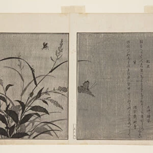 Tree Cricket (Matsumushi) and Firefly (Hotaru) (colour woodblock print)
