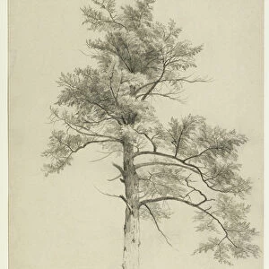 Tree Study, Catskill Mountains, New York, 1857 (graphite on beige paper)