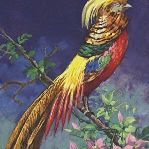 Tropical or exotic bird (chromolitho)