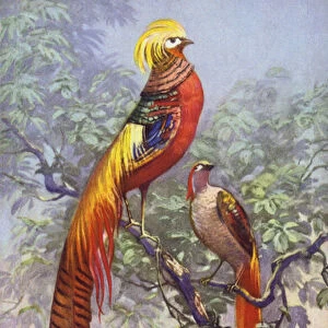 Tropical or exotic bird in a natural setting. (chromolitho)