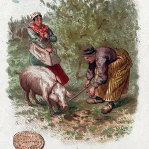 Truffles, c.1910 (print) Truffles, c.1910 (print)