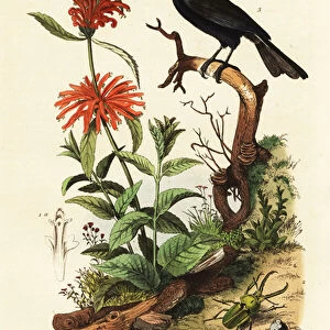 Trumpet manucode, beetle and wild dagga. 1824-1829 (engraving)