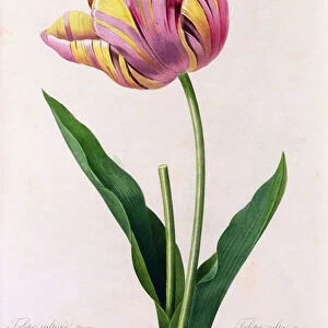 Tulipa Culta (coloured engraving)