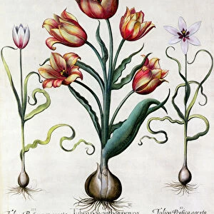 Tulipa Perfica non aperta, Tulipa Polyanthos Pracox, Tulipa Perfica aperta engraved by