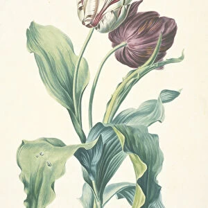 Tulipe des Jardins, from Fleurs Dessinees d apres Nature, c. 1800
