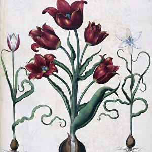 Tulips, 1613 (colour engraving)
