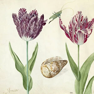Two Tulips, a shell and a grasshopper, 1637-45 (brush on parchment)