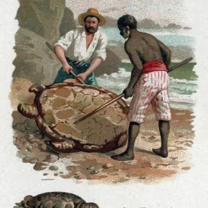 The turtle, c.1910 (print) The turtle, c.1910 (print)