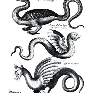 Four types of dragon (engraving) (b / w photo)