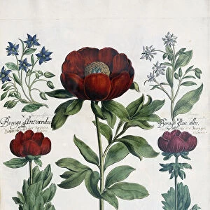 Three Types of Peonies, 1613 (colour engraving)